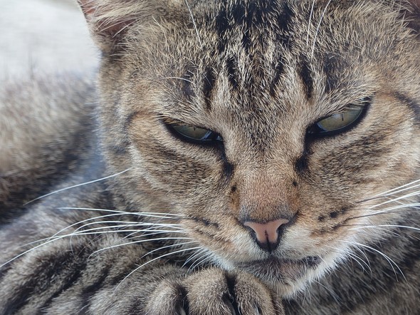 Xperia 1 VI{Xiaomi 14 Ultrar[