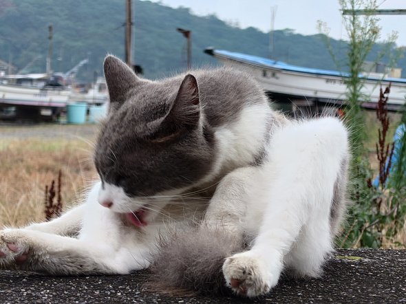 Xperia 1 VI{Xiaomi 14 Ultrar[