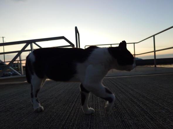 Xperia 1 VI{Xiaomi 14 Ultrar[