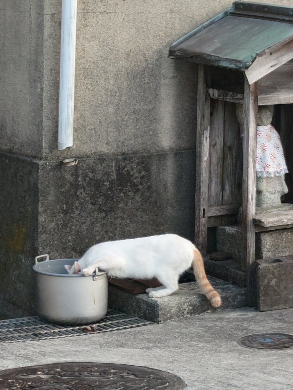 Xperia 1 VI{Xiaomi 14 Ultrar[