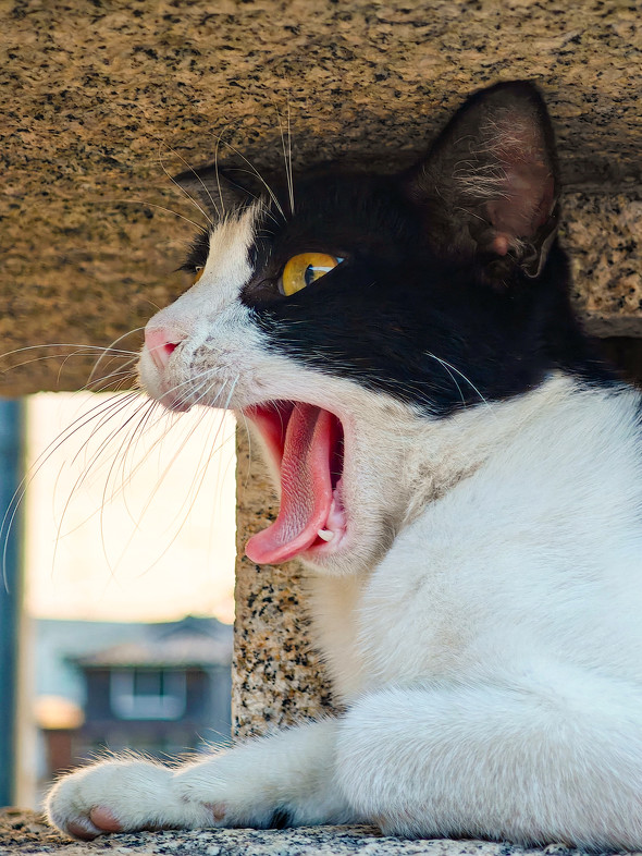 Xperia 1 VI{Xiaomi 14 Ultrar[