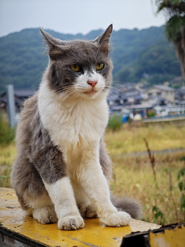 Xperia 1 VI{Xiaomi 14 Ultrar[