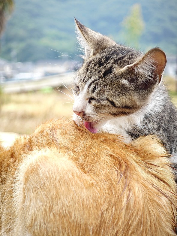 Xperia 1 VI{Xiaomi 14 Ultrar[