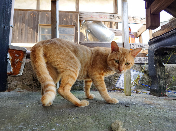 Xperia 1 VI{Xiaomi 14 Ultrar[