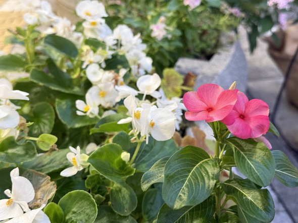 iPhone 16 ProGoogle Pixel 9 Pror