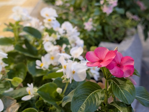 iPhone 16 ProGoogle Pixel 9 Pror