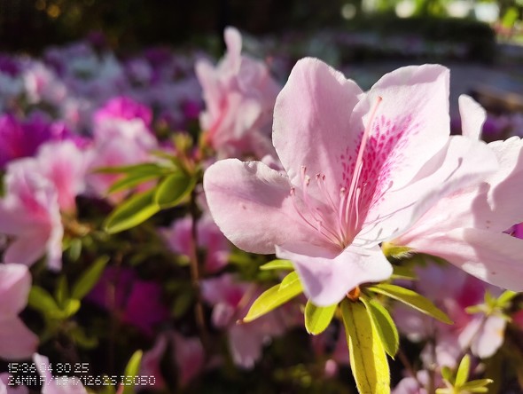 Nothing Phonei3ajJr[