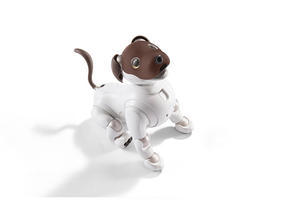 aibo