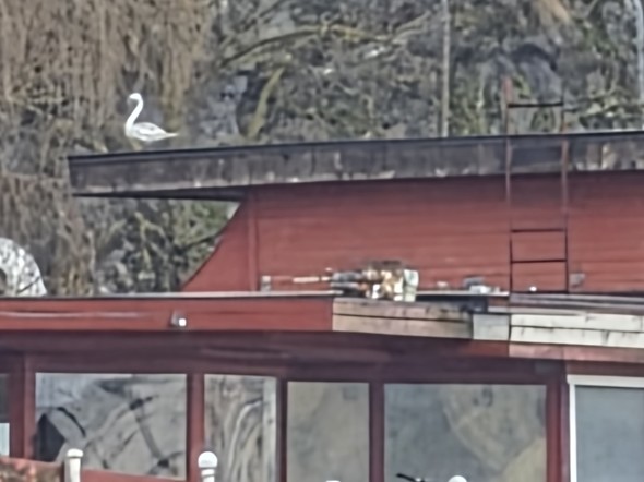 Galaxy S26 Ultra�ŎB�e