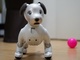 �\�j�[�uaibo�v�̍����̔��I���@�Ȃ��A�l�Ɉ�����鑶�݂ɂȂ����̂�