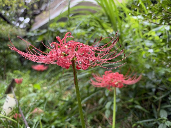 F1.48