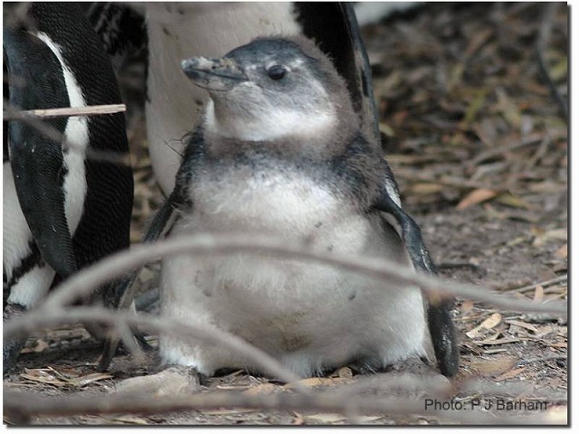 画像認識使ったペンギン観察システム 英大学が開発 Itmedia News