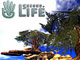 ブームから2年：Second Lifeは終わらない　増えるユーザー、成長する経済