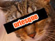 「9月9日は猫コンテンツ禁止デー」ユーモアサイトが企画