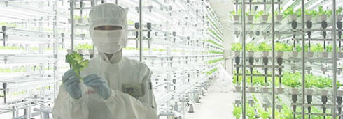 半導体工場が野菜工場に 富士通 クリーンルームで育てた キレイヤサイ 発売 Itmedia News