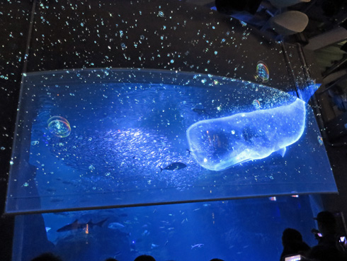 世界初・大水槽で3Dプロジェクションマッピング、魚たちとCGの融合 新