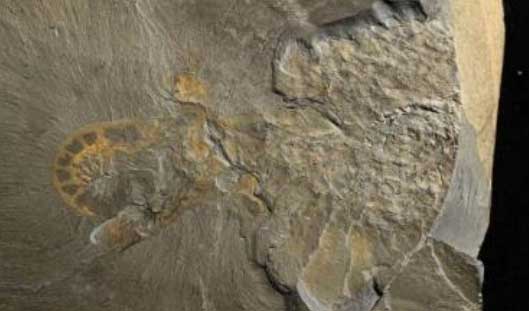カンブリア爆発」バージェス頁岩からアノマロカリス化石も 国立科学