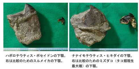 巨大なイカとタコの化石発見 史上最大級 北海道の白亜紀地層から Itmedia News