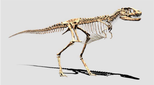 ティラノサウルス幼体の全身骨格 最新の学説を元にデジタル復元 科博に7月から展示 Itmedia News