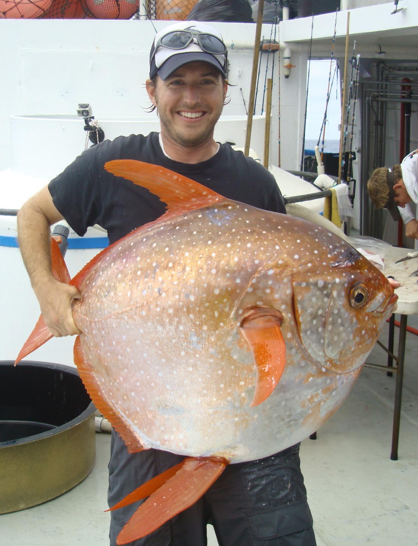 アカマンボウ、“温血”だった 魚で初めての発見 - ITmedia NEWS