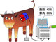 生きている牛の“霜降り”状態を計測できる装置、産総研が開発