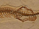「4本脚のヘビ」の化石が見つかる