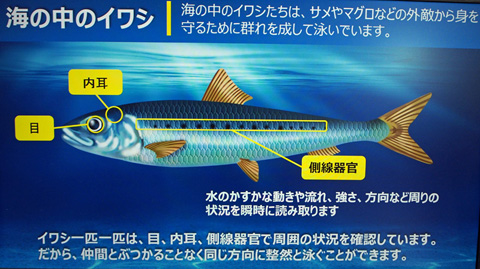 イワシの魚群で分かる オムロン ぶつからない車社会 を実現するセンサー 東京モーターショー15 Itmedia News