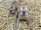 「ルーク」と「レイア」、多摩動物公園に生まれる　ライオンの赤ちゃん