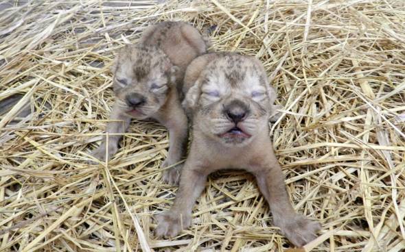 ルーク と レイア 多摩動物公園に生まれる ライオンの赤ちゃん Itmedia News