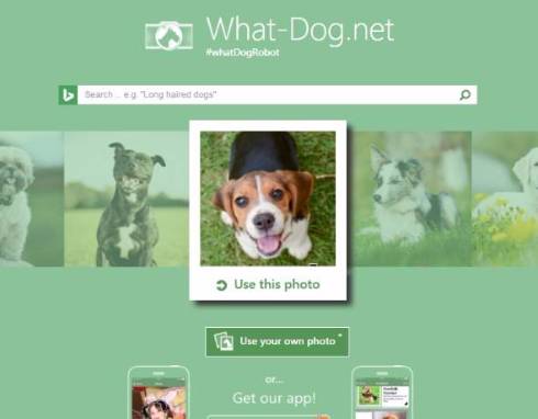 Microsoft 顔認識技術応用の あなたを犬に例えると ツールを公開 Itmedia News