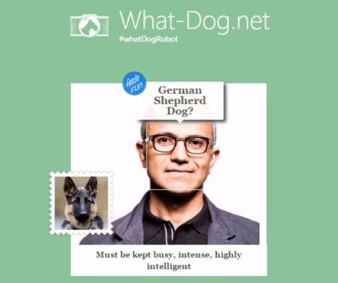 Microsoft 顔認識技術応用の あなたを犬に例えると ツールを公開 Itmedia News