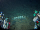 しんかい6500、クジラの遺骸から新種の深海生物41種を発見　「飛び石仮説」解明に一歩