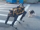 ロボット犬とリアル犬がストリートファイト