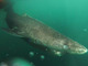 北極海に400歳のサメ、最も長生きする脊椎動物か　コペンハーゲン大など研究