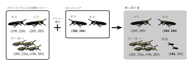 シロアリは“同性ペア”でも巣を作る――なぜ？ 京大が研究 - ITmedia NEWS