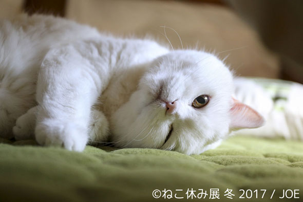 可愛い猫に ほっこり する写真展 ねこ休み展 冬 17 東京で今春開催 1 2 Itmedia News