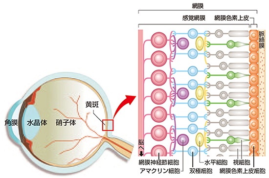 目の難病 Ips細胞で光感知 マウスで成功 理研 Itmedia News