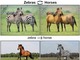 「馬がシマウマに」「夏の写真が冬に」　“ペア画像なし”で機械学習するアルゴリズム「CycleGAN」がGitHubに公開