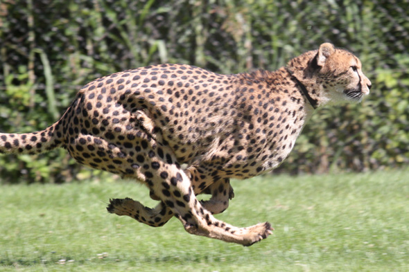 なぜ最速の動物は最大の動物ではないのか ドイツ研究 Itmedia News