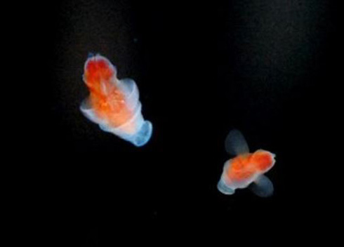 流氷の天使 クリオネの新種 富山湾内で発見 Itmedia News