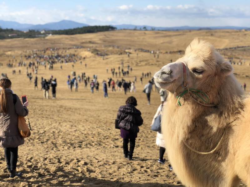 鳥取砂丘で ポケモンgo 初日1万5000人来場 これほど人が集まった砂丘は見たことがない Itmedia News