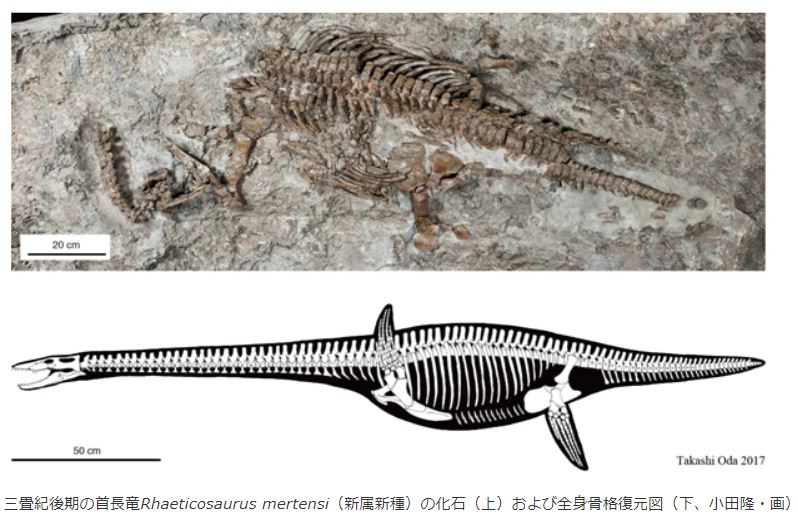 最古の首長竜、ドイツで発見 “大量絶滅”生き延びた可能性 - ITmedia NEWS