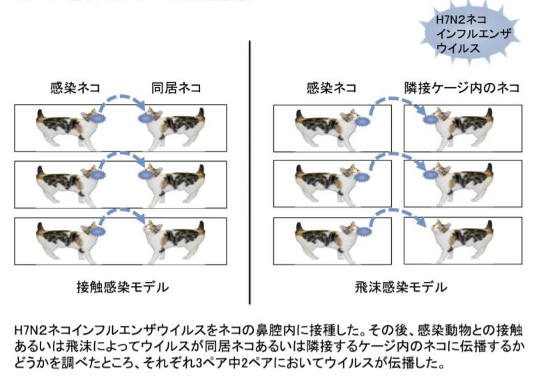 米国で流行した ネコインフルエンザ ヒトにも感染の可能性 東大の研究グループ Itmedia News