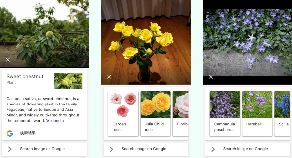 あの日見た花の名前をgoogle Lensはもう知ってる Googleさん Itmedia News