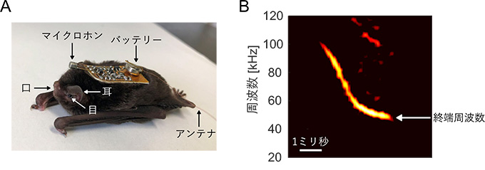 コウモリの超音波 周波数変えて混信回避 Itmedia News