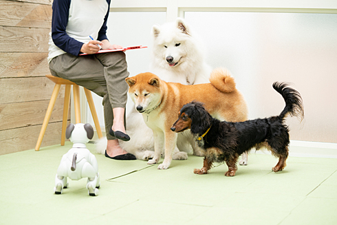 ソニーが犬とアイボの共生実験 生き物 と認識 順位付け も Itmedia News