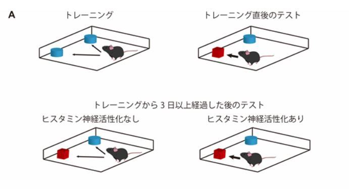 忘れた記憶 薬でスムーズに復活 東大など発見 Itmedia News