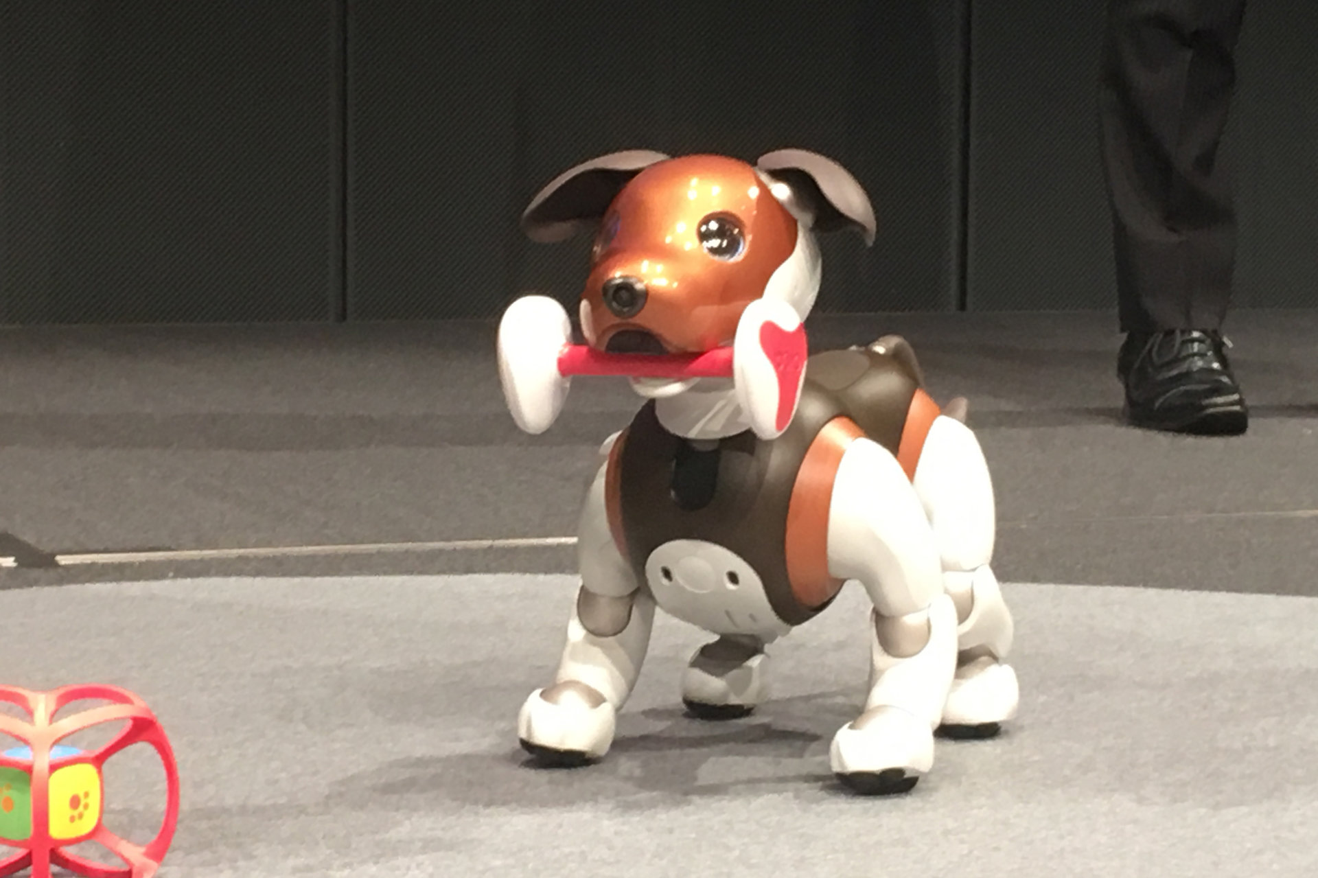 犬型ロボット Aibo に新色 ビーグル犬をイメージした19年限定 チョコレート色 1 2 ページ Itmedia News