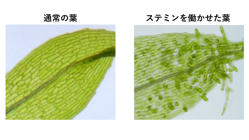 葉っぱの細胞を単独で幹細胞に戻す遺伝子発見 全ての生物で初 Itmedia News