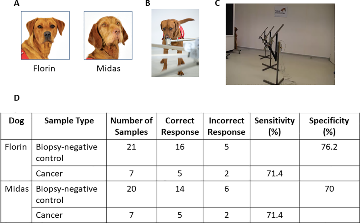 医療探知犬の嗅覚を真似した機械学習装置　前立腺がんを同じ精度で検出